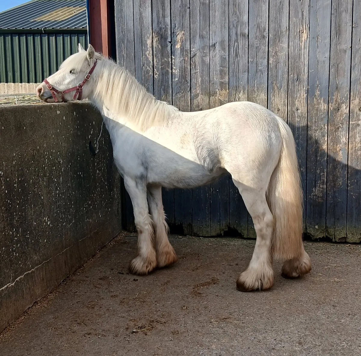 Smashing pony - Image 3