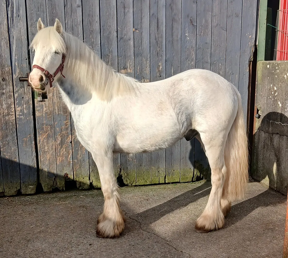 Smashing pony - Image 4