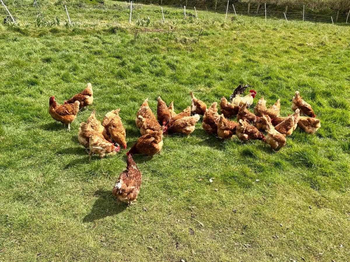 2nd Year Hybrid Hens - Image 1