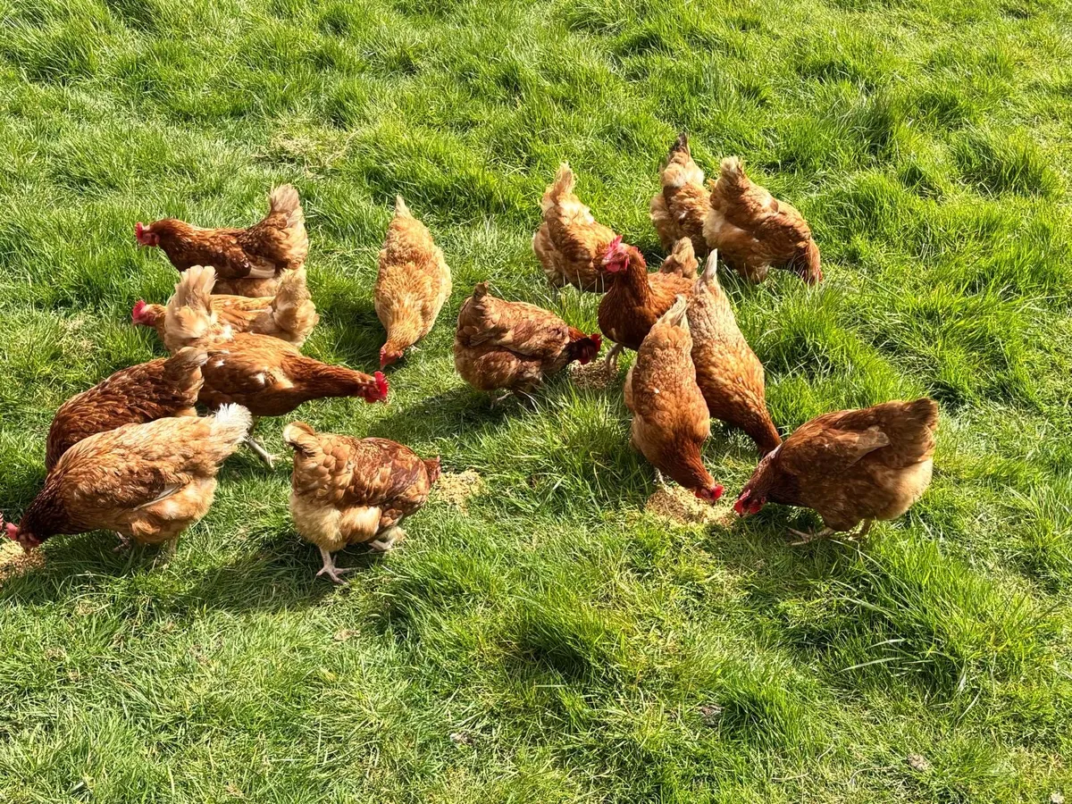 2nd Year Hybrid Hens - Image 2