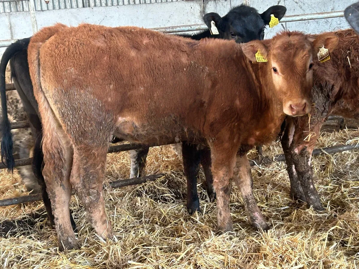 12 suckler breed heifers - Image 4