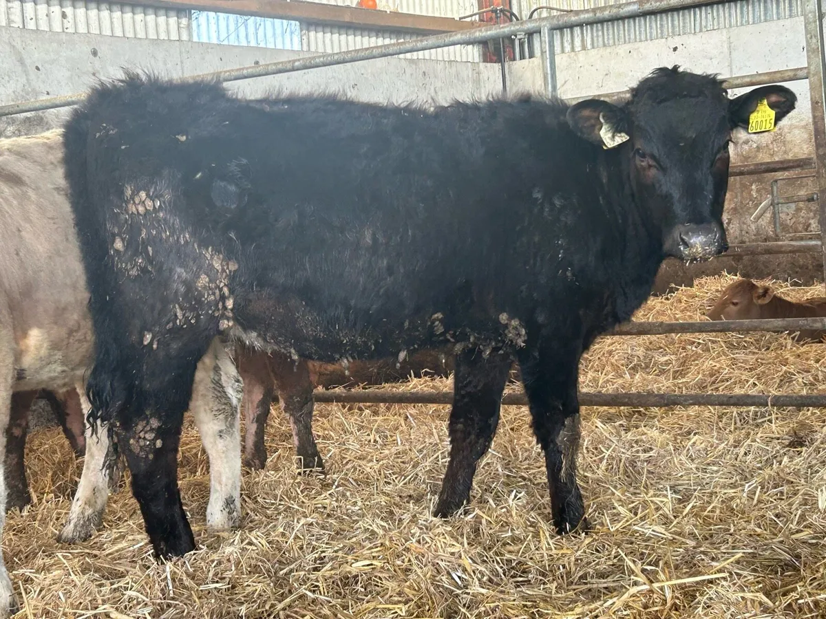 12 suckler breed heifers - Image 2