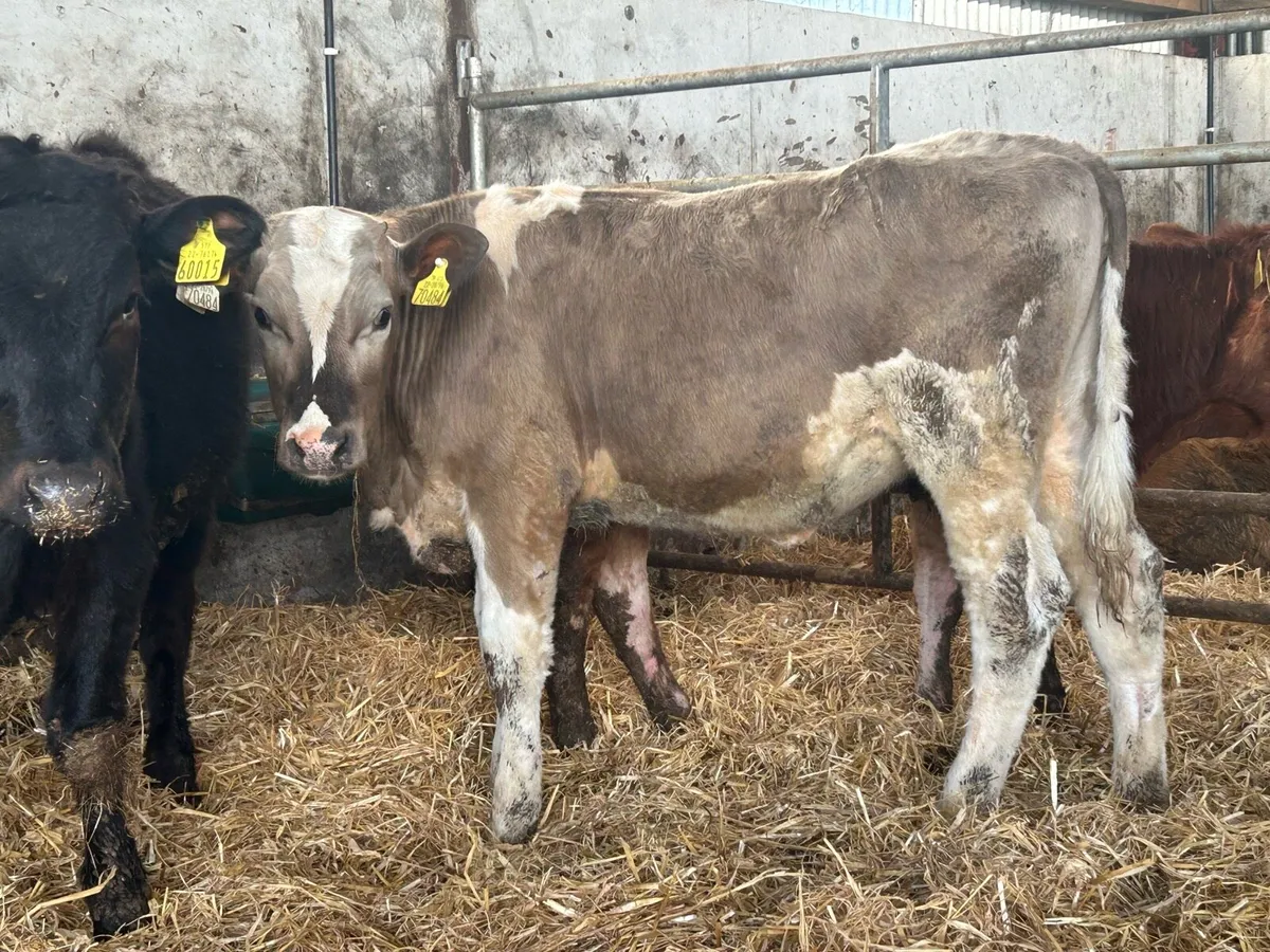 12 suckler breed heifers - Image 3
