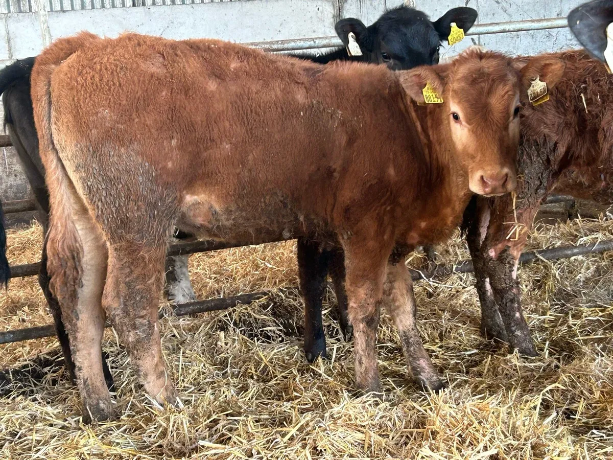 12 suckler breed heifers - Image 1