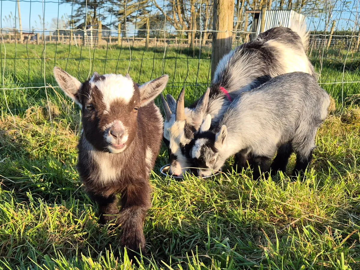 Pygmy Goat Kids from Pedigree Registered Parents - Image 1
