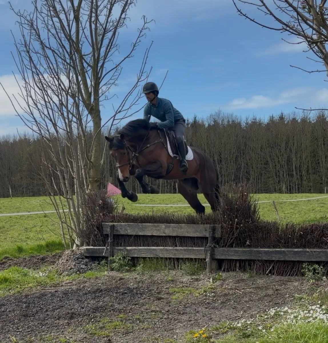 Sligo Candy Boy 16.3/ 17h 4 yo Gelding - Image 1