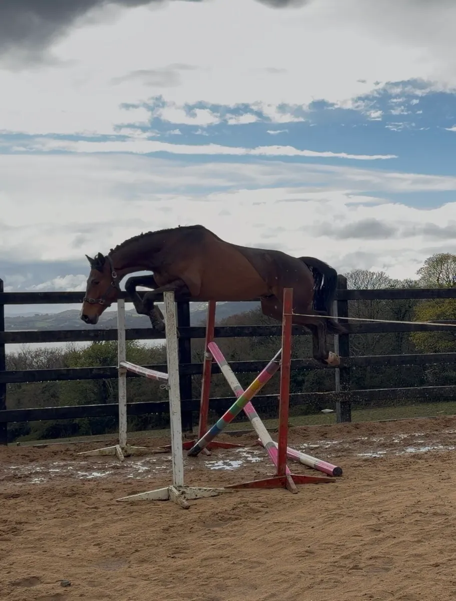 Sligo Candy Boy 16.3/ 17h 4 yo Gelding - Image 2