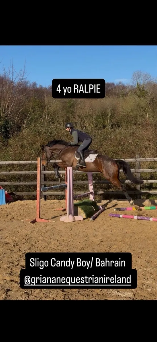 Sligo Candy Boy 16.3/ 17h 4 yo Gelding - Image 3