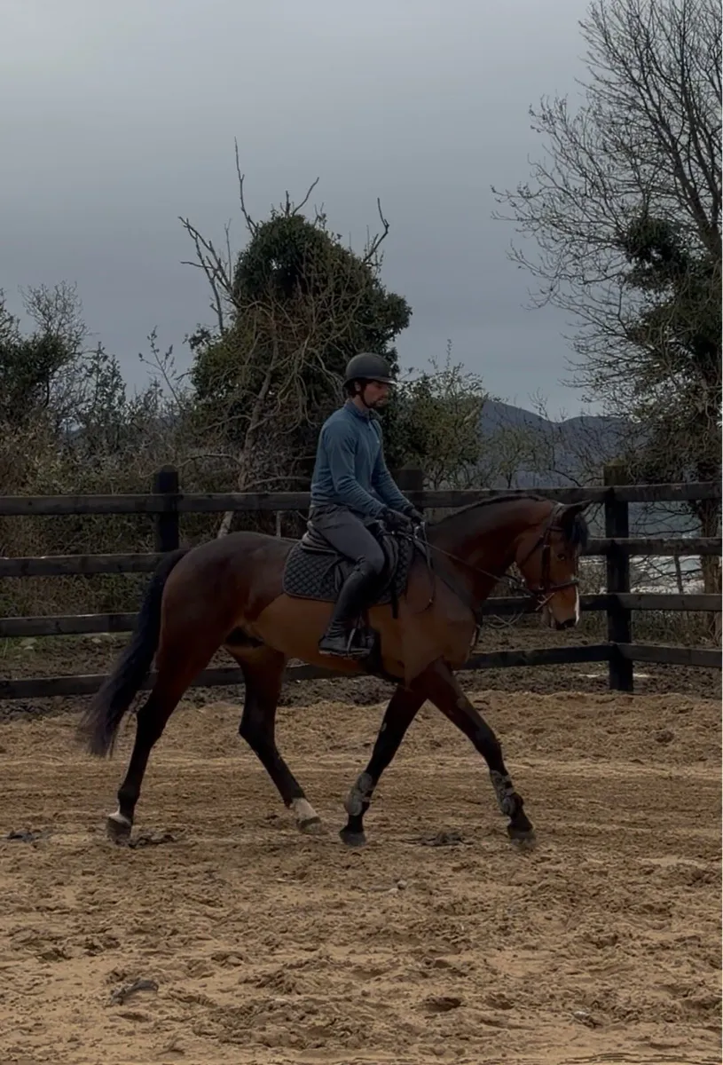 Sligo Candy Boy 16.3/ 17h 4 yo Gelding - Image 4
