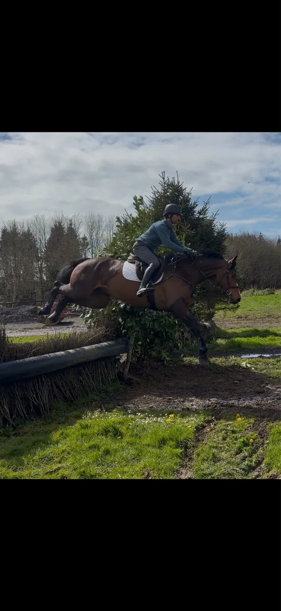 Sligo Candy Boy 16.3/ 17h 4 yo Gelding - Image 4