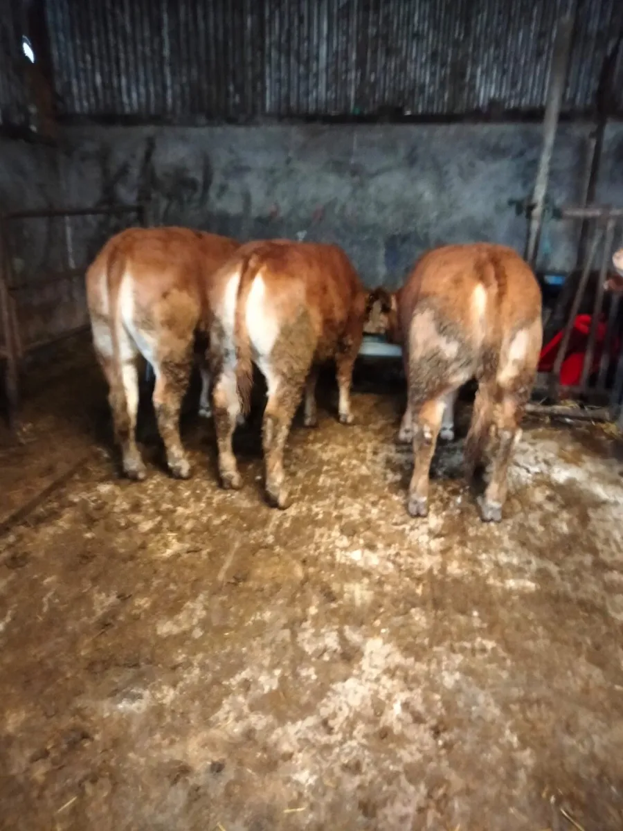 For sale  8 super store limousin cattle - Image 1