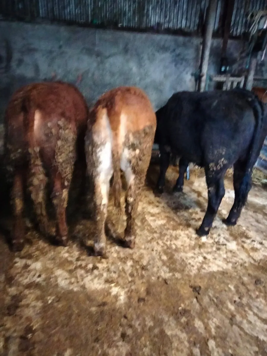 For sale  8 super store limousin cattle - Image 2