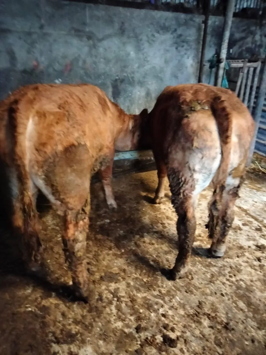 For sale  8 super store limousin cattle - Image 3