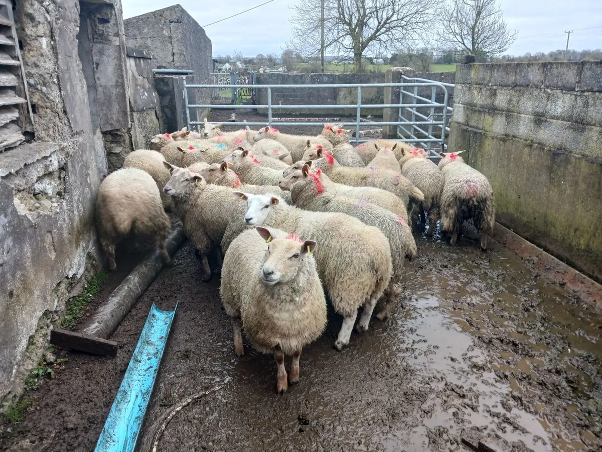 Ewe Hoggets - Image 2