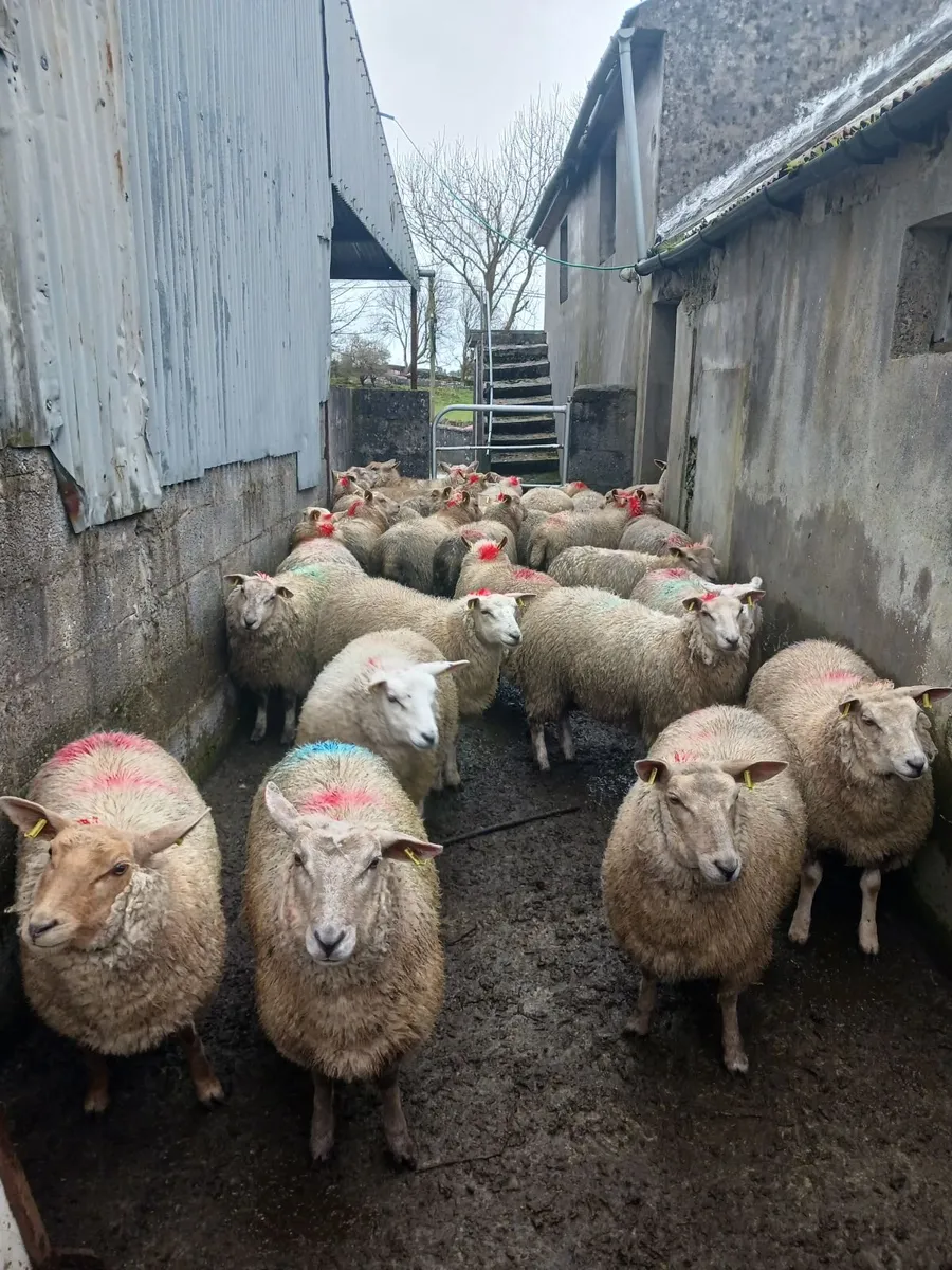 Ewe Hoggets - Image 1