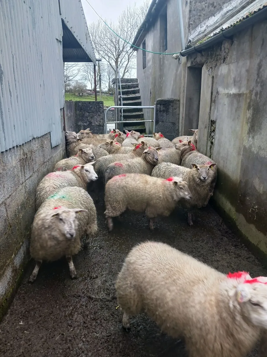 Ewe Hoggets - Image 4