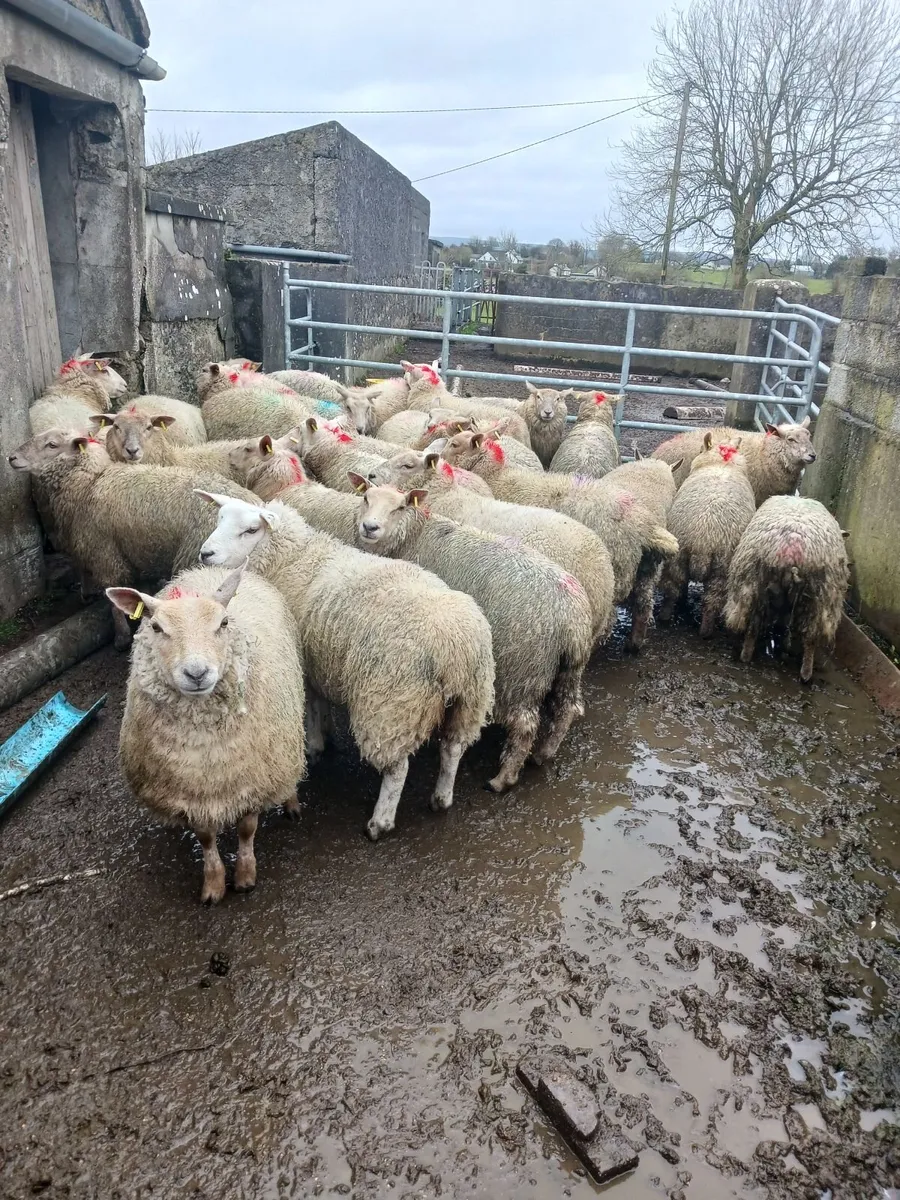 Ewe Hoggets - Image 3