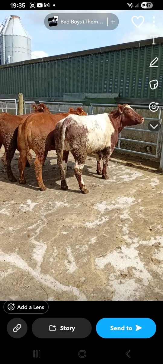 Breeding Heifers - Image 4