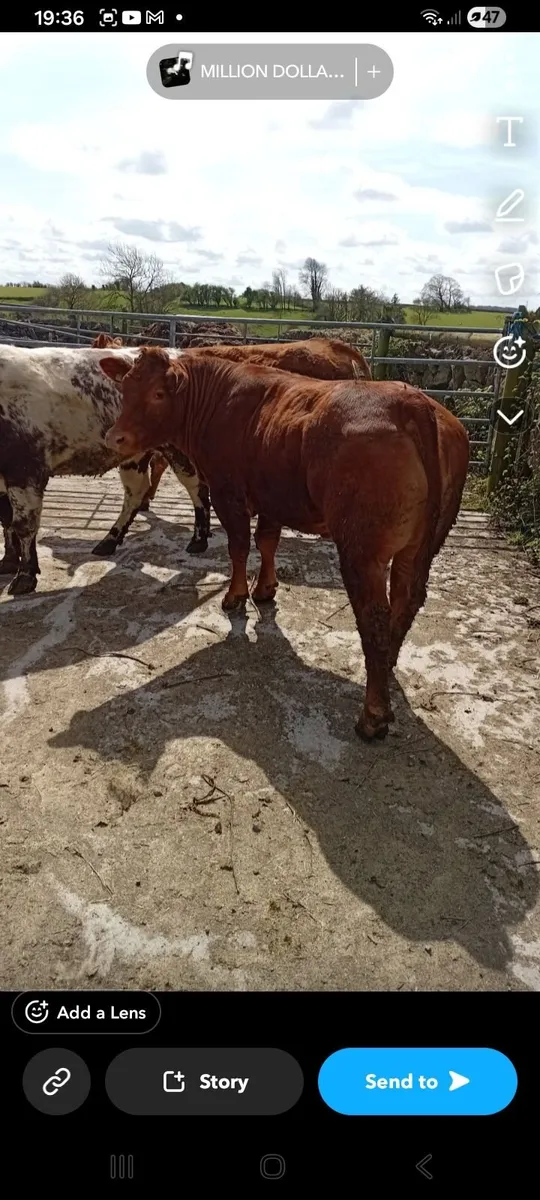 Breeding Heifers - Image 1