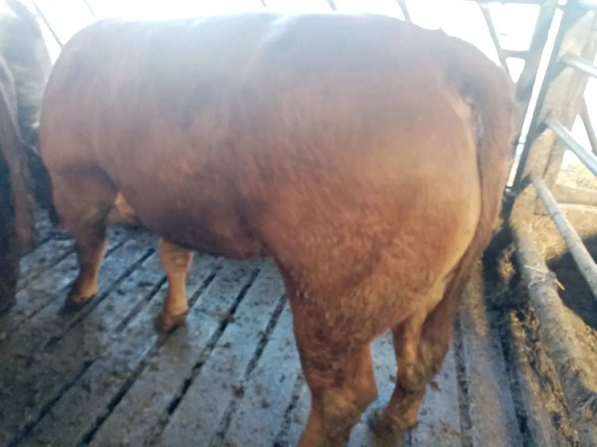 Breeding Heifers - Image 2