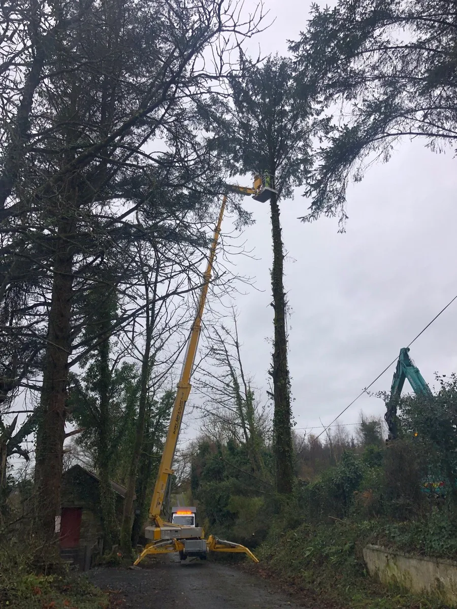 🌲🌲Dangerous trees🌲🌲 - Image 1