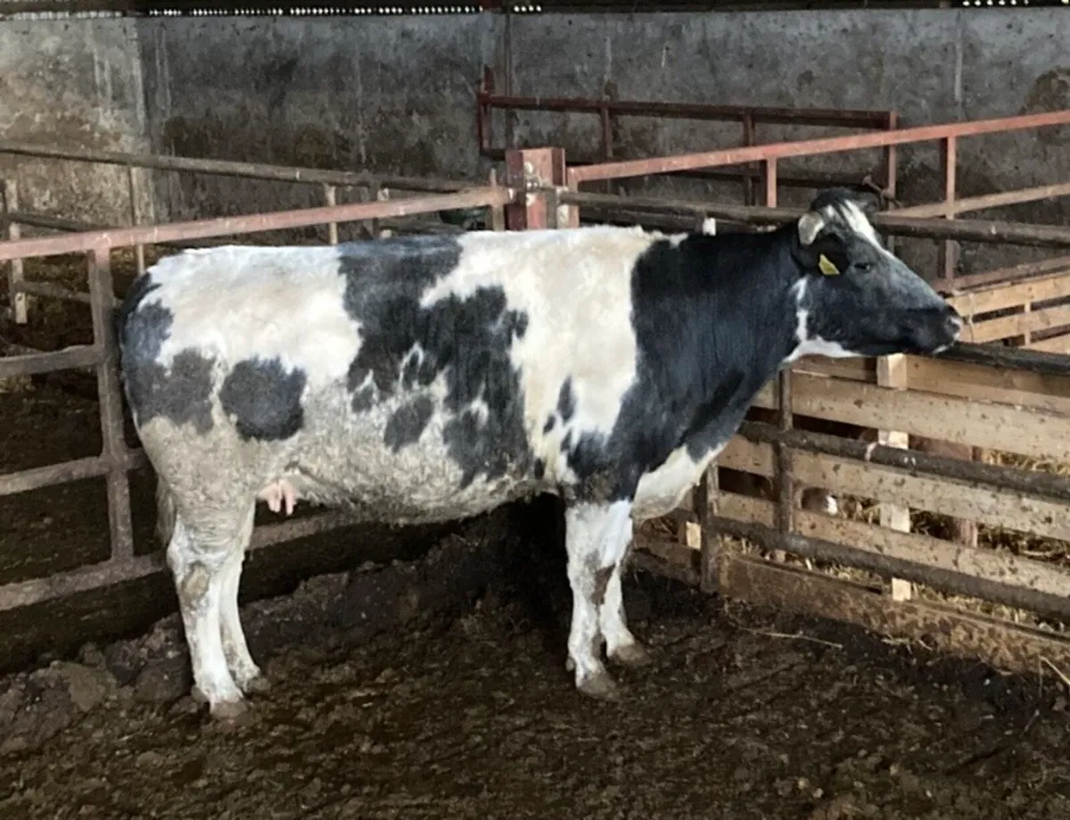 BBX Cow for Sale - Image 1