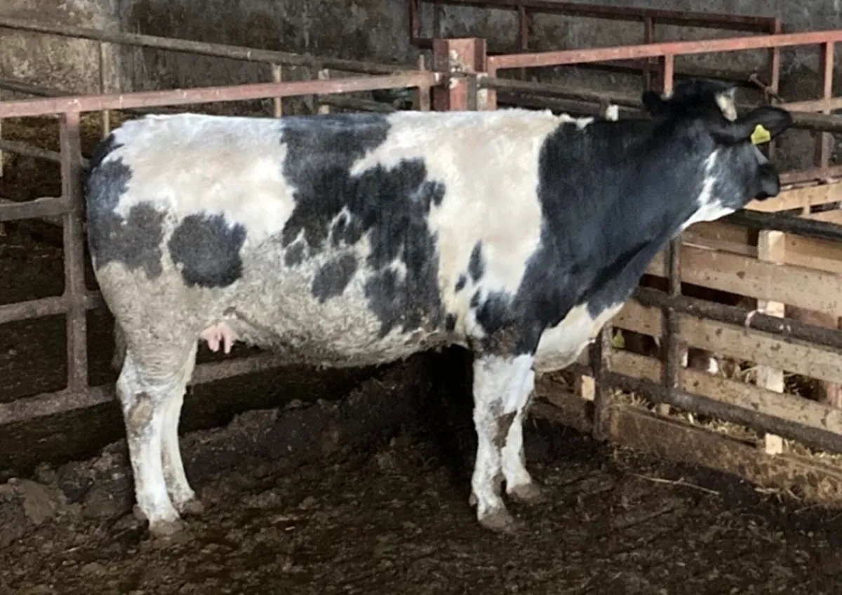 BBX Cow for Sale - Image 2