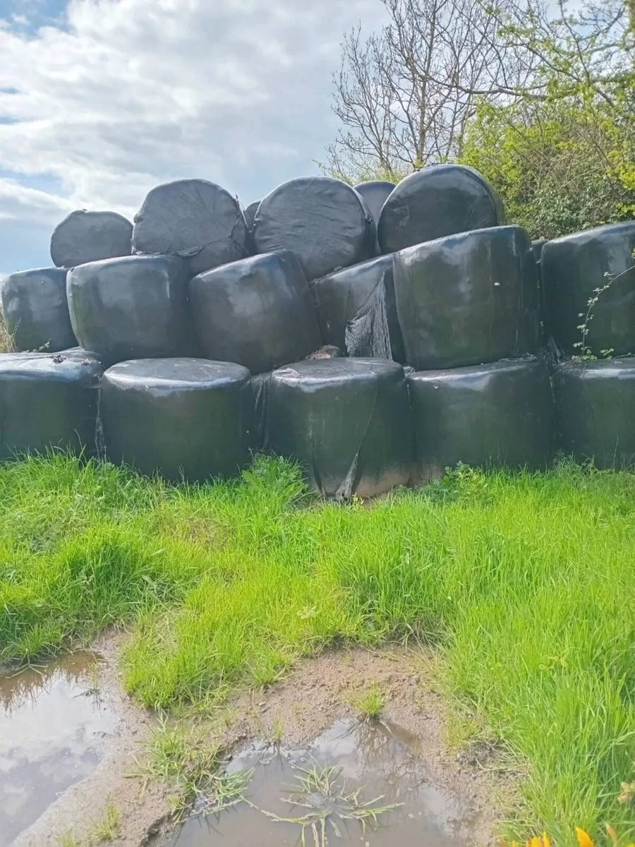 Bails of Haylage - Image 1