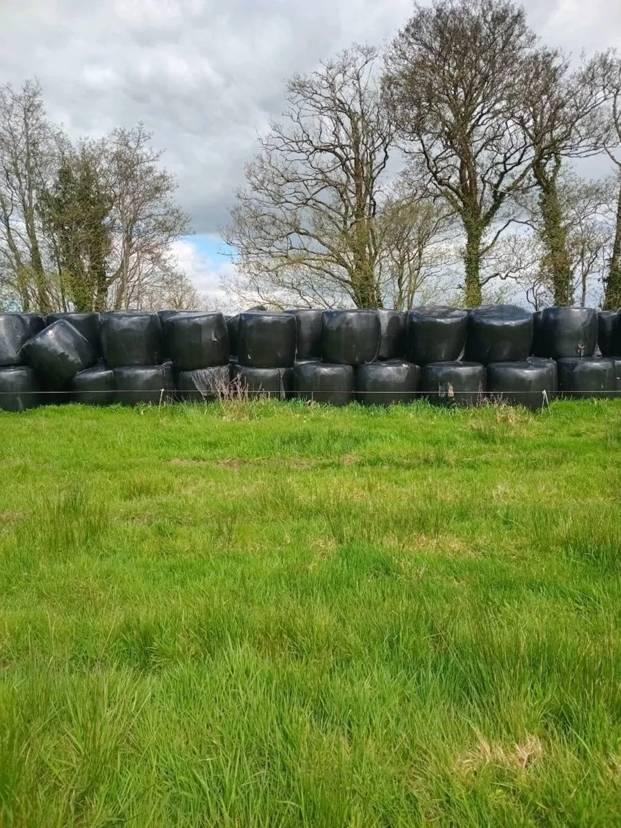 Bails of Haylage - Image 2