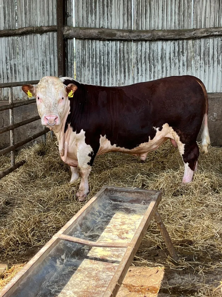 Bandon bull sale - Image 1
