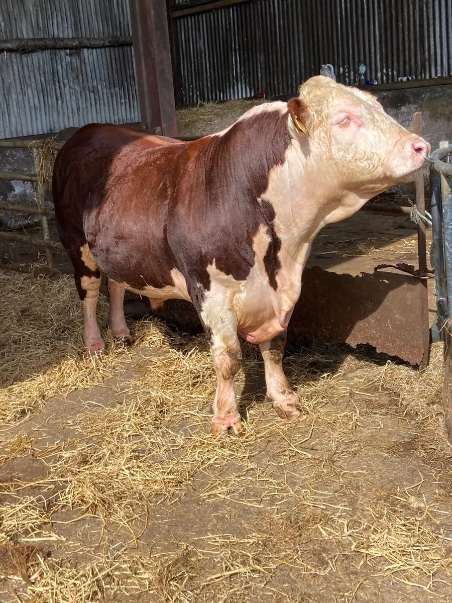 Bandon bull sale - Image 2