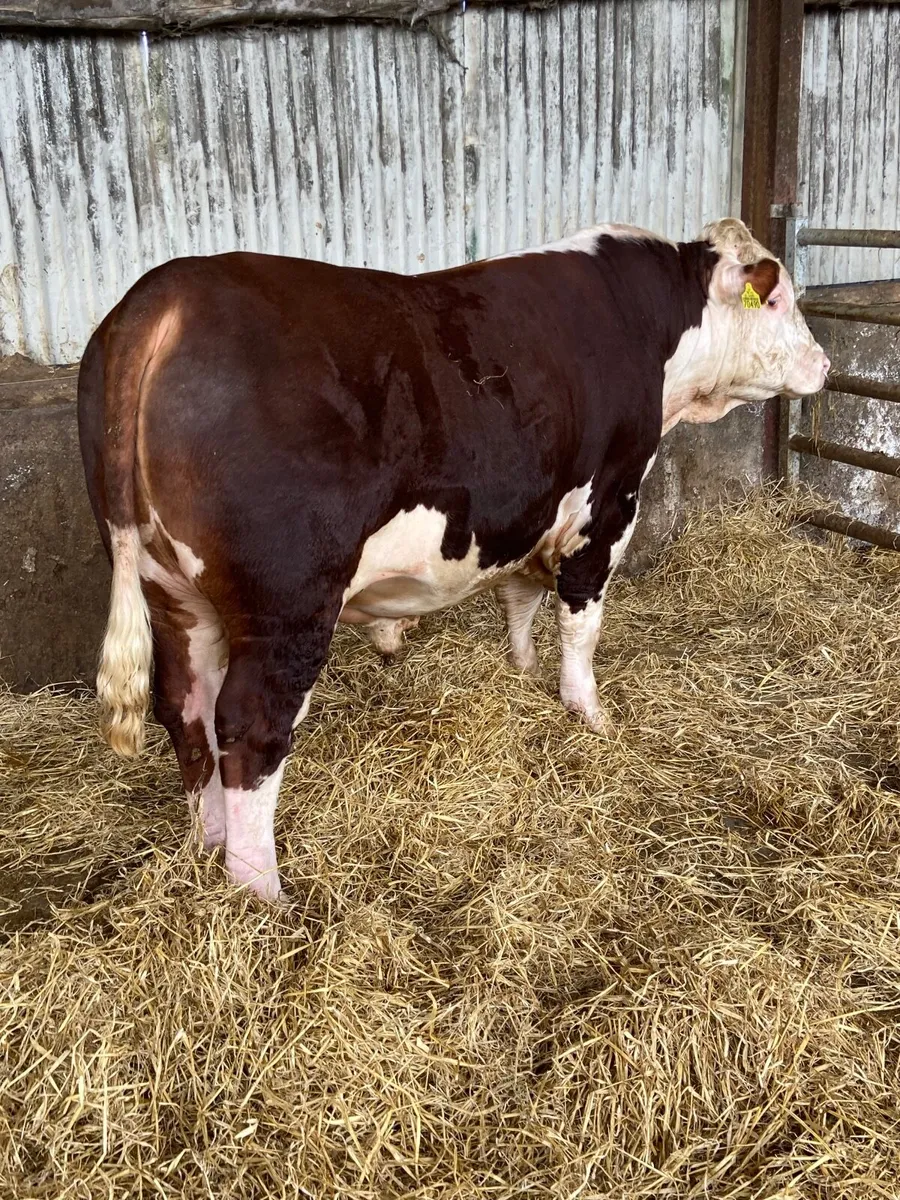 Bandon bull sale - Image 3