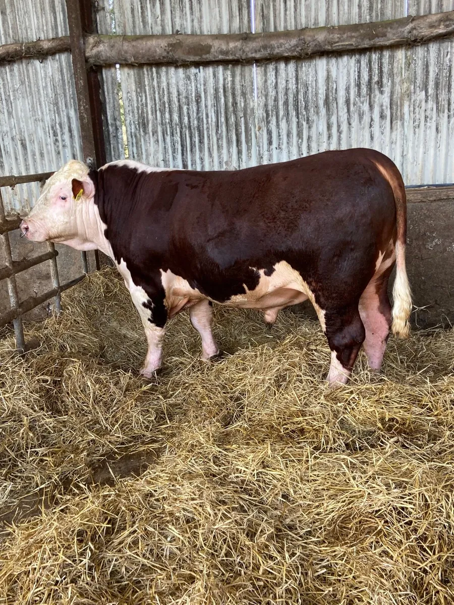 Bandon bull sale - Image 4