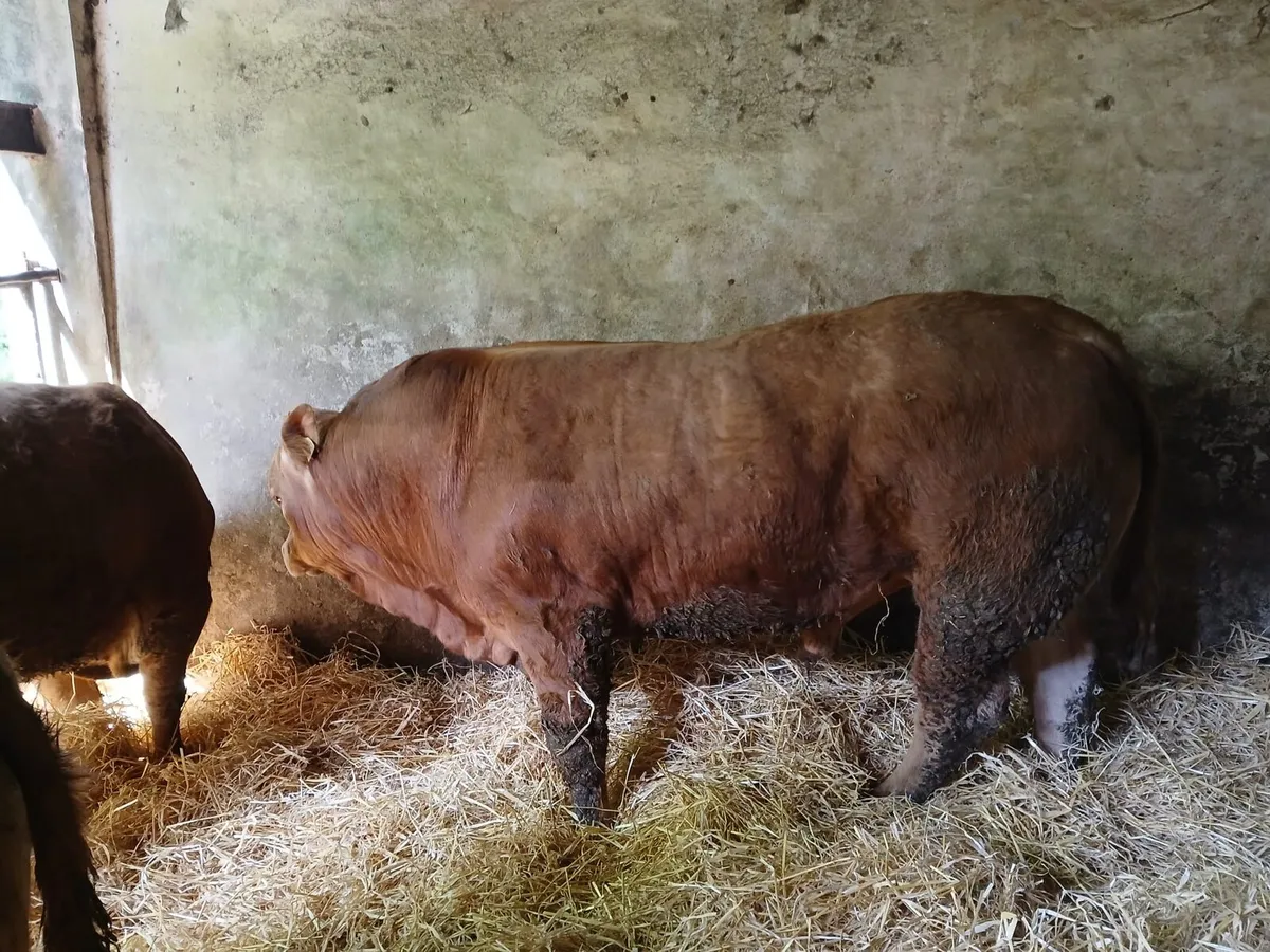 PBR Limousin Bulls - Image 2