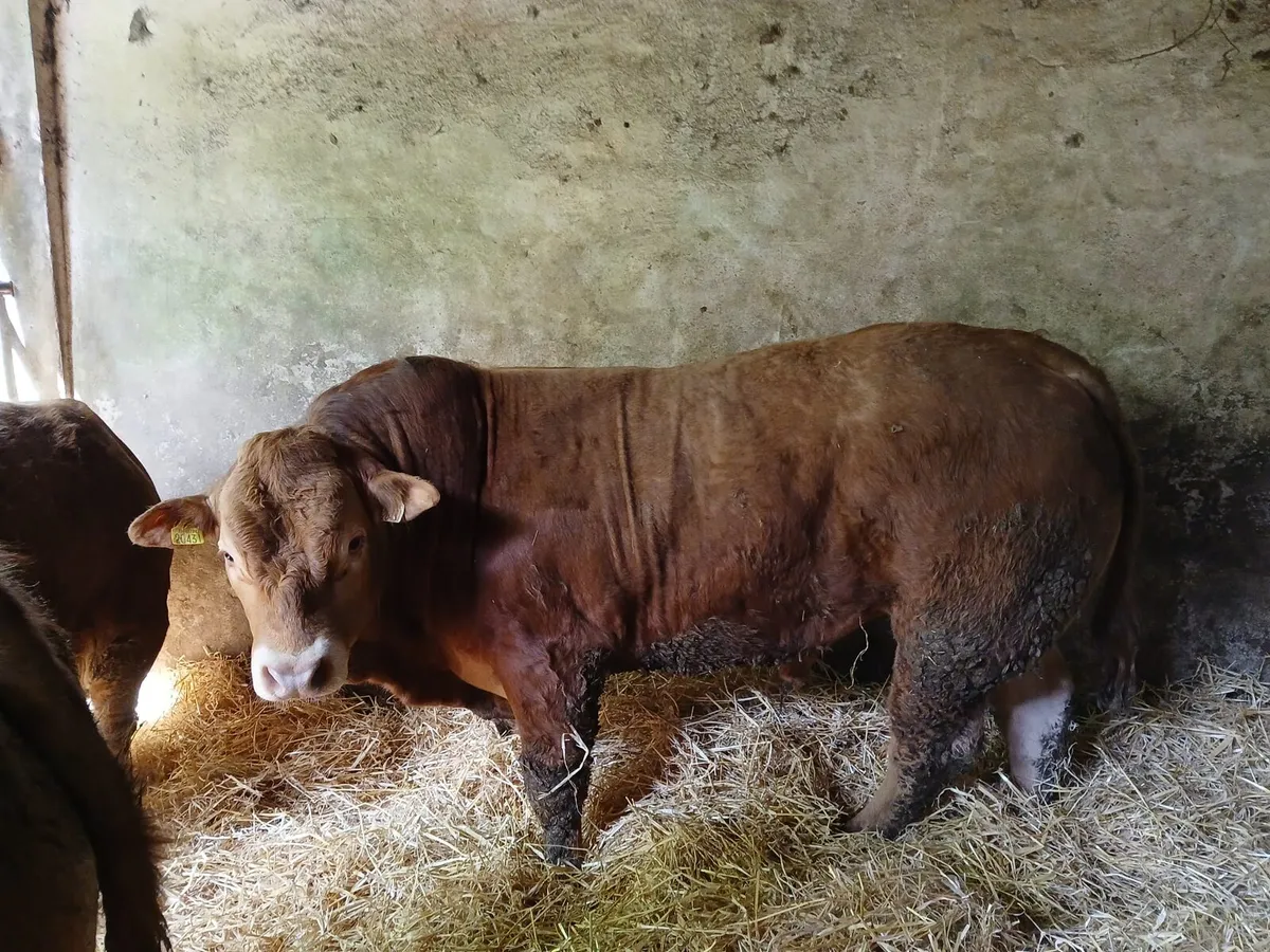 PBR Limousin Bulls - Image 1