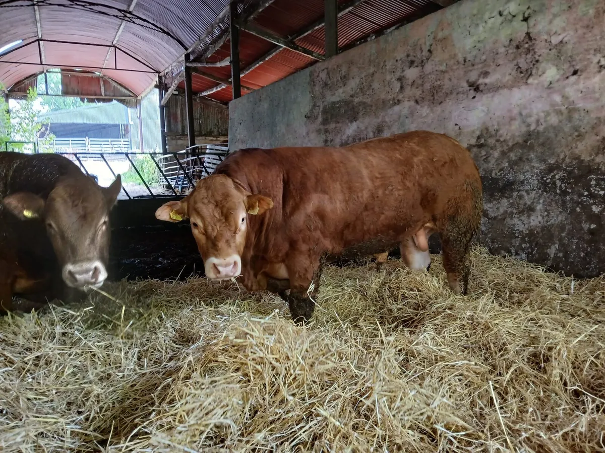 PBR Limousin Bulls - Image 4