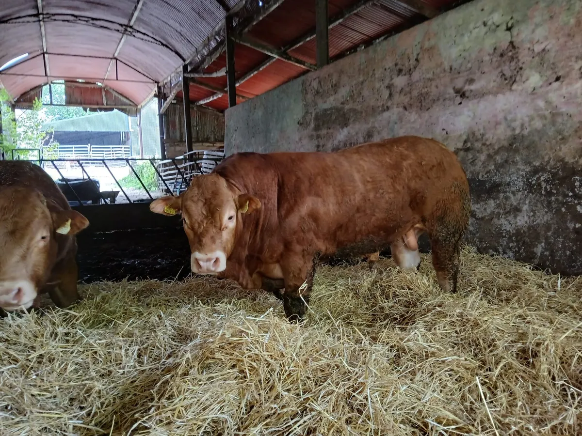PBR Limousin Bulls - Image 3