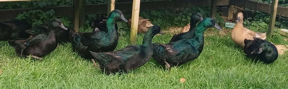 Ducks - Image 1