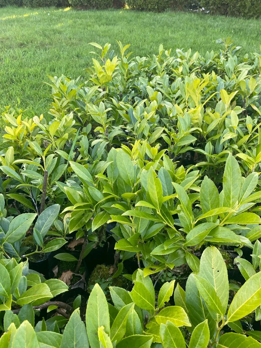 Laurel Hedging Plants in Pots