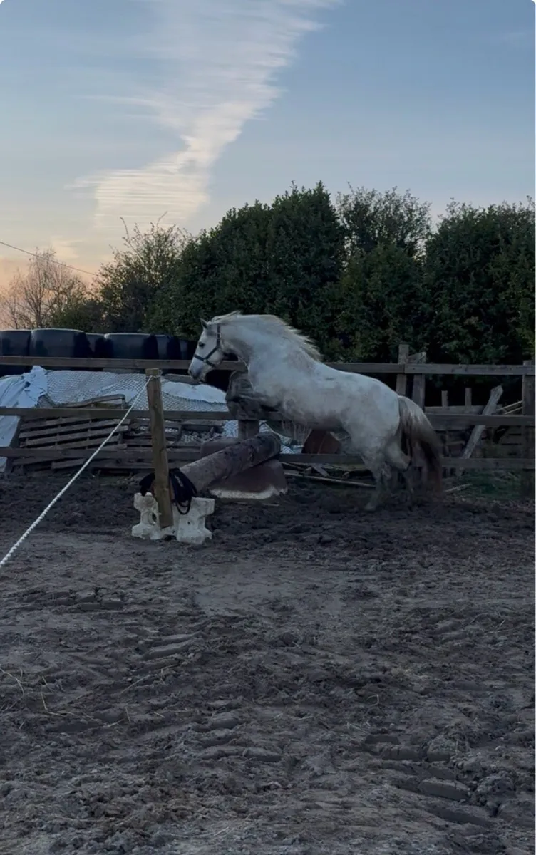 Three Year Old Class 1 Connemara filly - Image 4