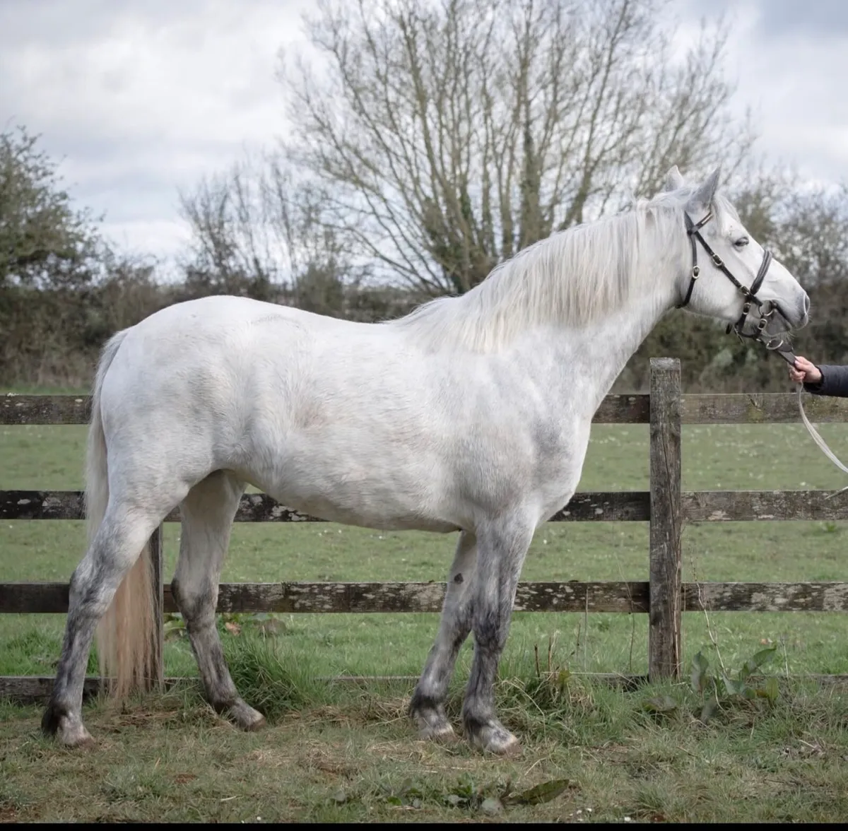 Three Year Old Class 1 Connemara filly - Image 1