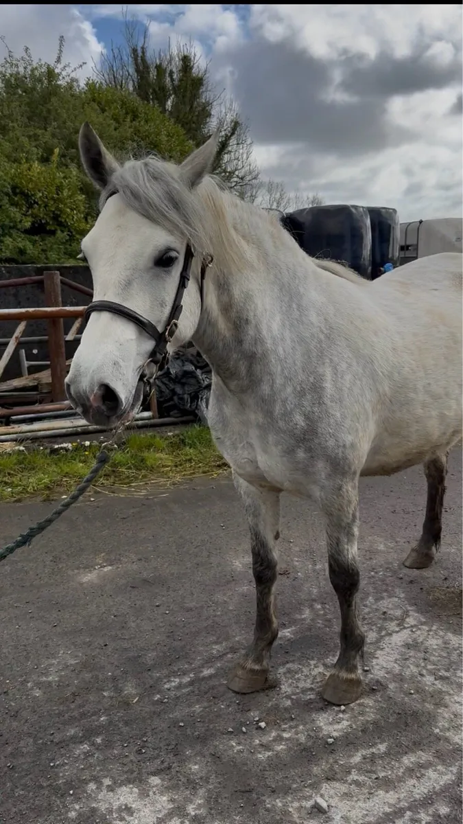 Three Year Old Class 1 Connemara filly - Image 2