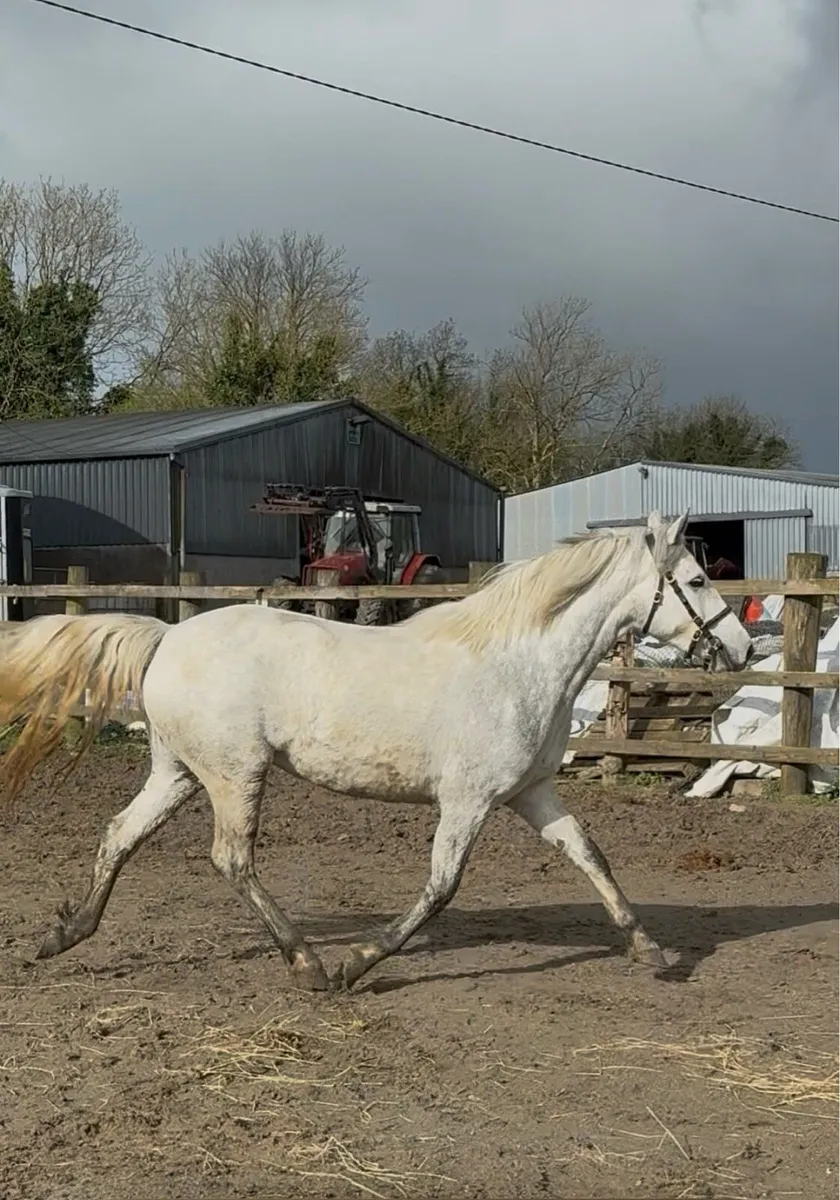Three Year Old Class 1 Connemara filly - Image 3
