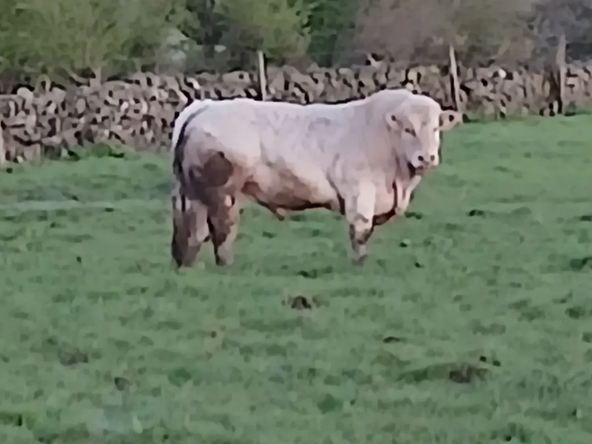 Pedigree Charollaois Bull - Image 1