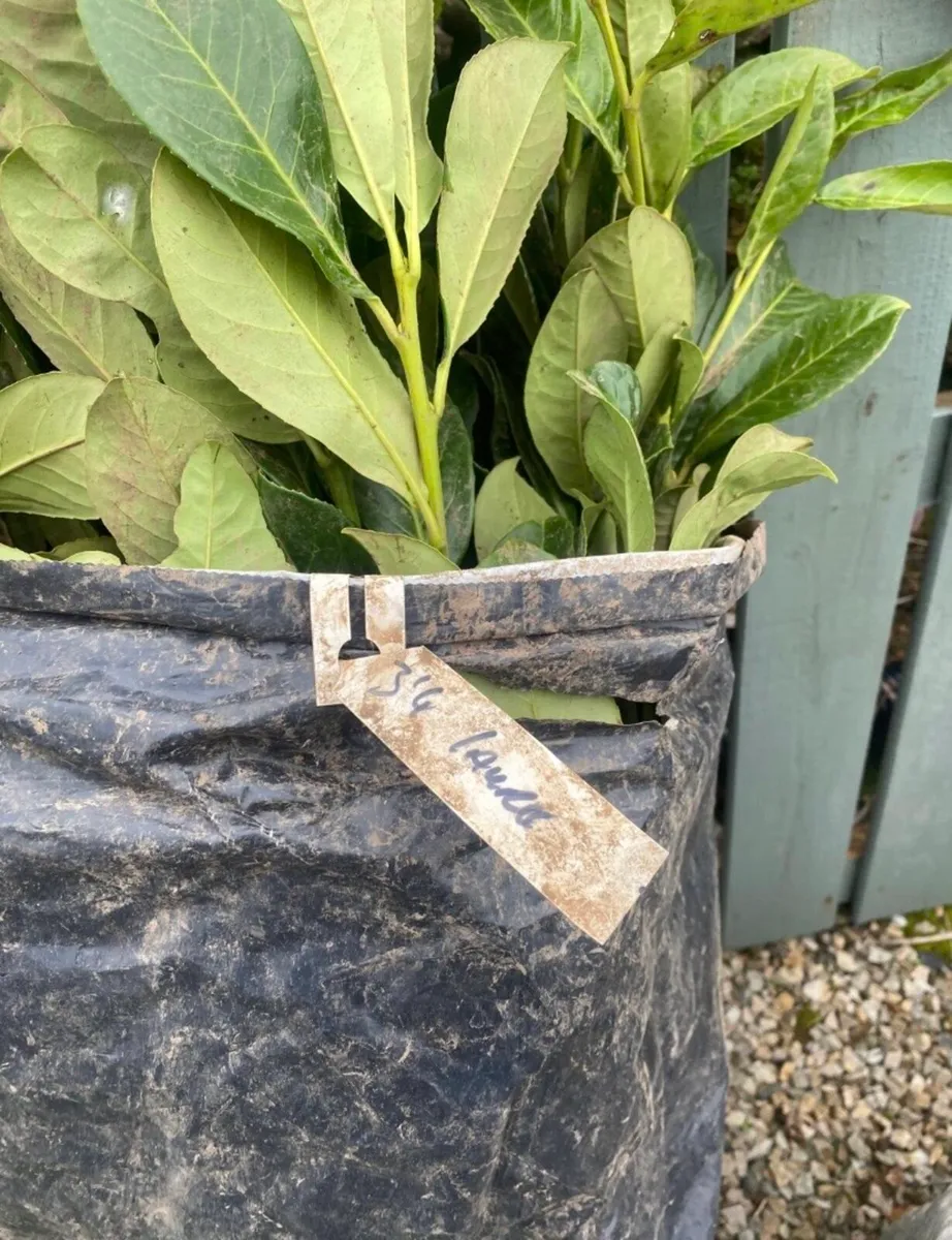 Laurel Hedging - Image 2