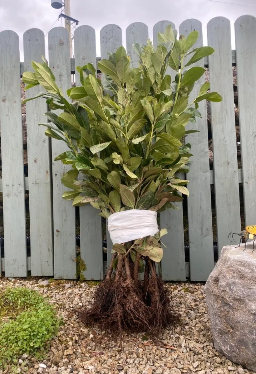 Laurel Hedging - Image 1