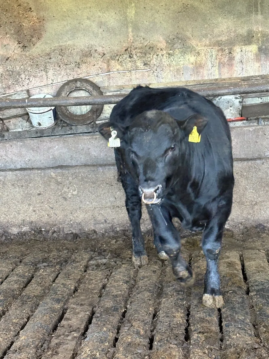 PBR AA Bulls for sale - Image 1