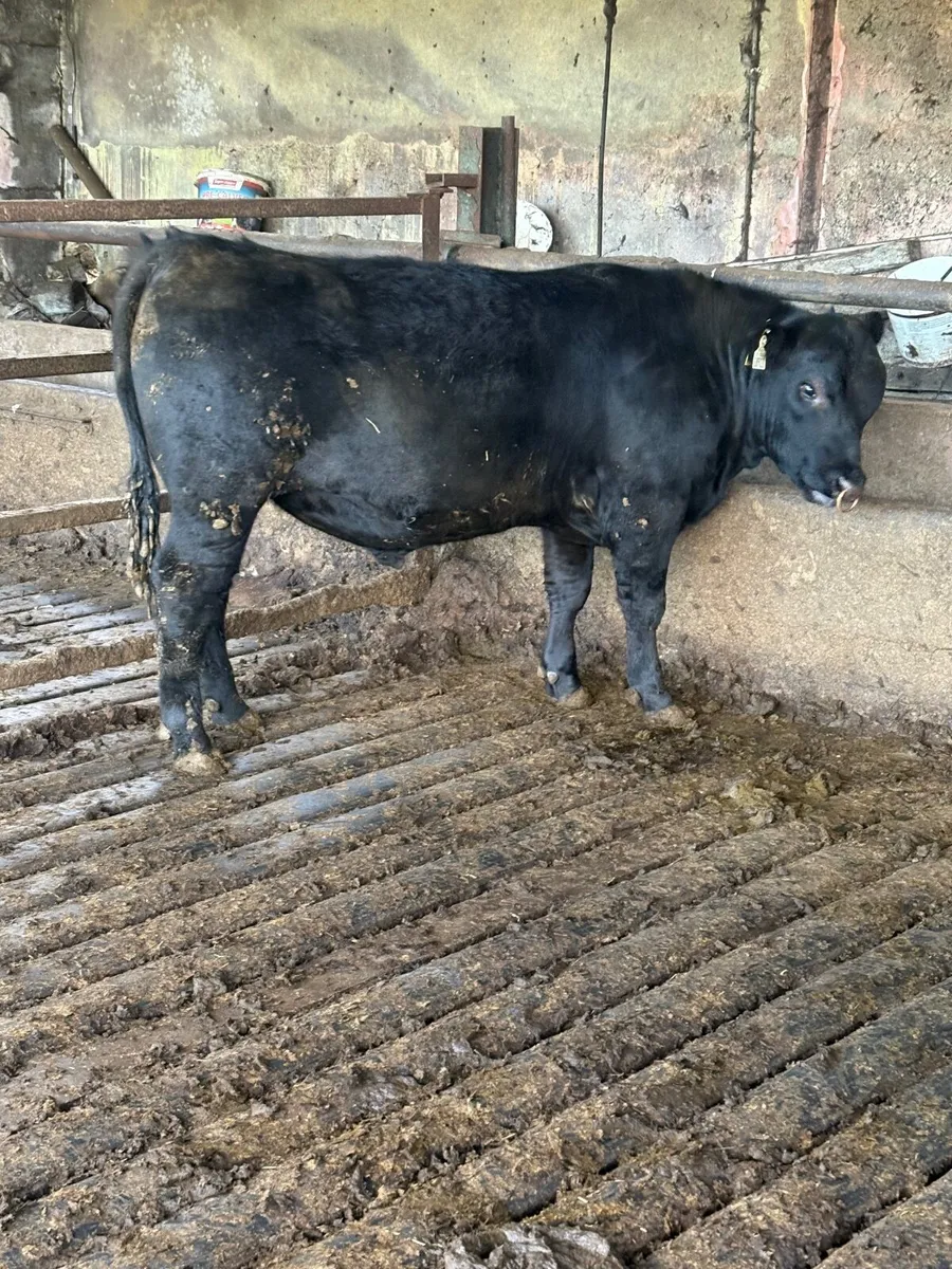PBR AA Bulls for sale - Image 4
