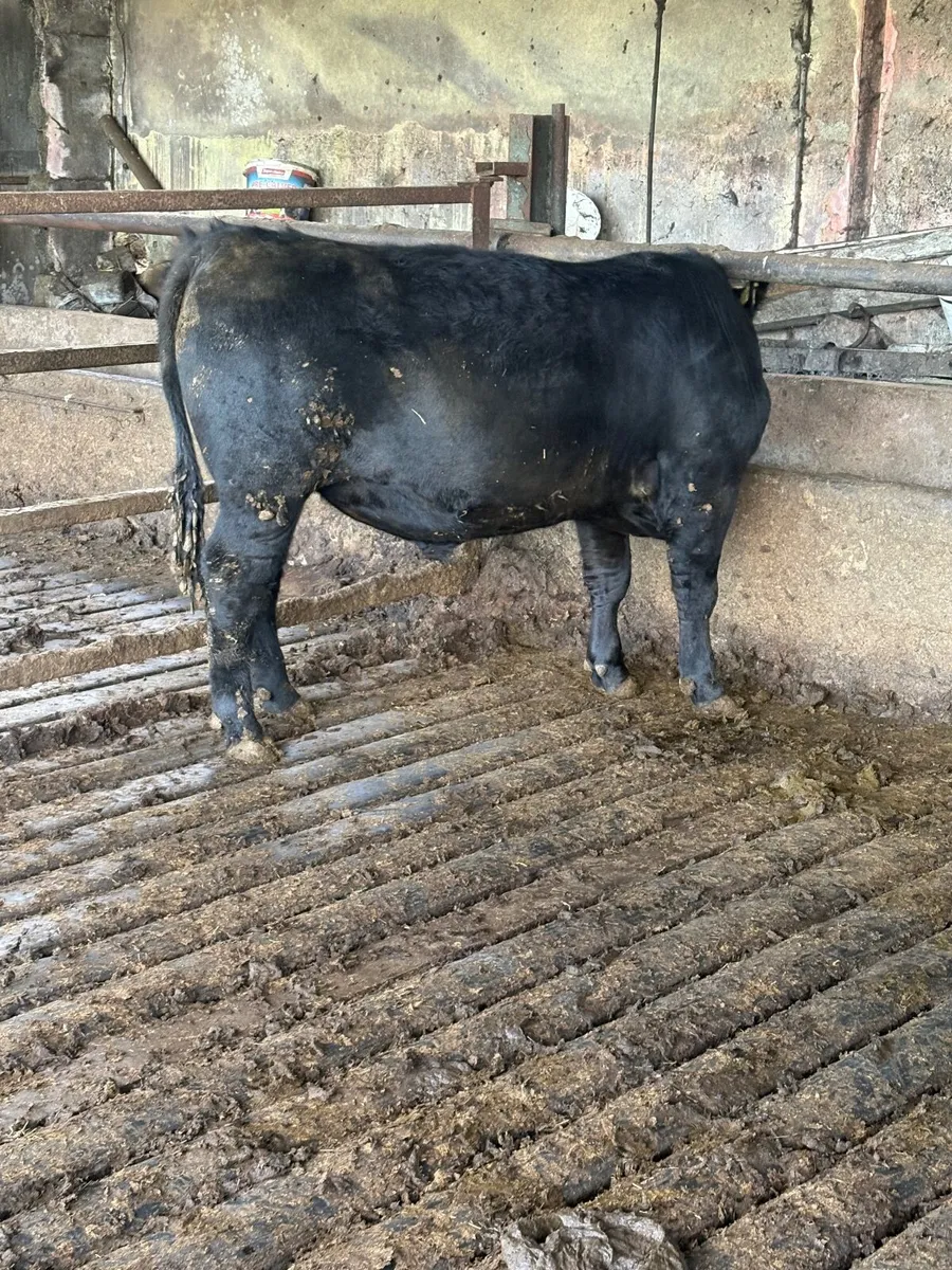 PBR AA Bulls for sale - Image 2