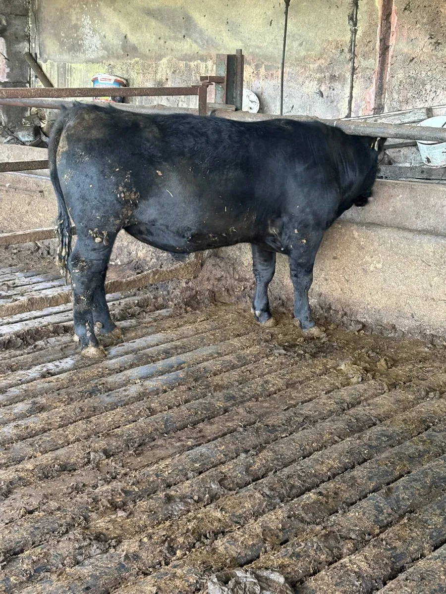 PBR AA Bulls for sale - Image 3